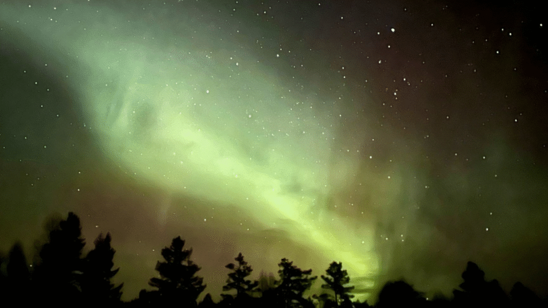 Green northern lights in the sky above some trees.