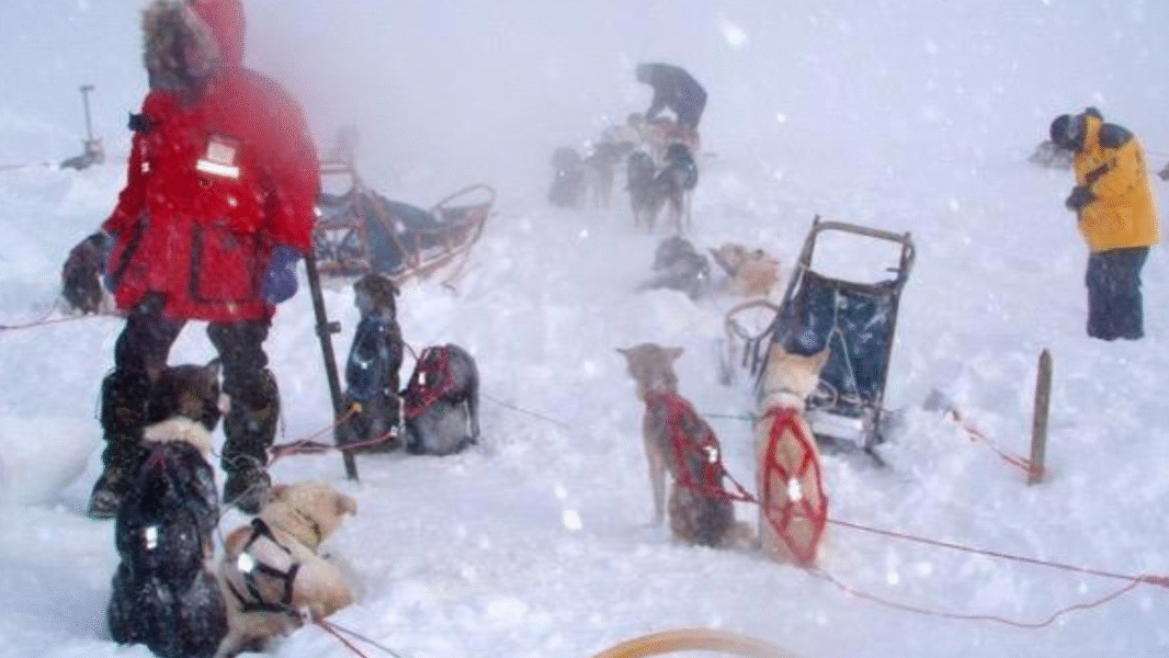 A group of people and some dogs in a snowy location.