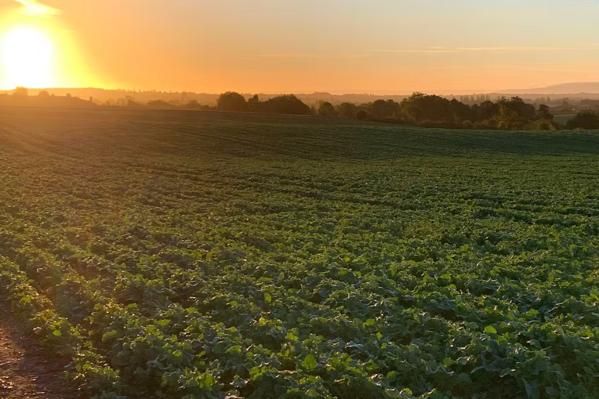 A sun rising over a green field.